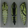 apor crataegi pupa6 volg